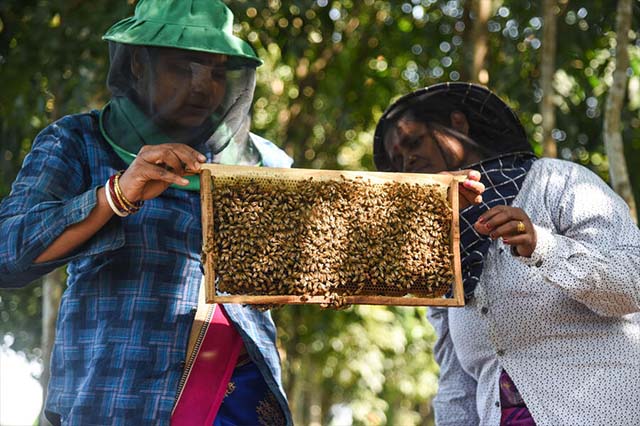 Honeybee Conservation